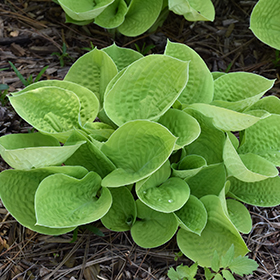 Maui Buttercups Hosta 4.25"/quart pot