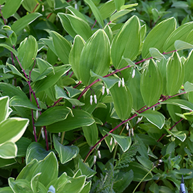 Variegated Solomon's Seal #2 gallon pot
