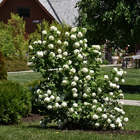 Eastern Snowball Viburnum #5 gallon pot