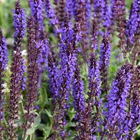 Lyrical Blues Meadow Sage #1.5 gallon pot