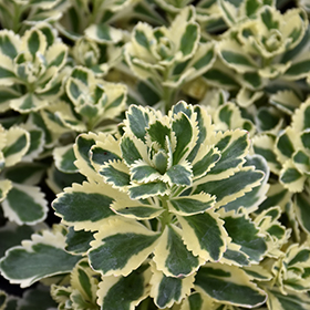 Atlantis Stonecrop 3.25"/pint pot