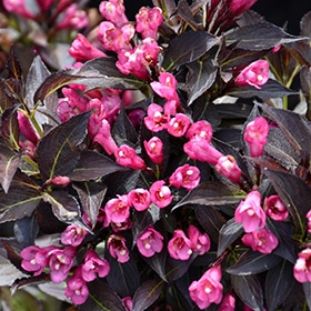 Spilled Wine Weigela #3 gallon pot - Proven Winners