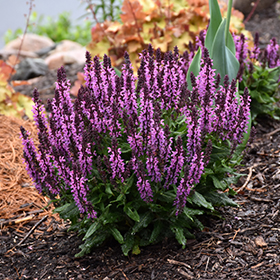 Bumbleberry Meadow Sage 4.25"/quart pot