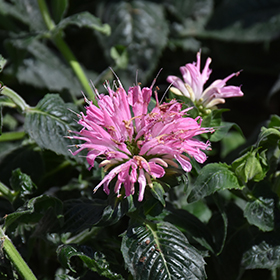 Sugar Buzz Pink Frosting Beebalm #2 gallon pot