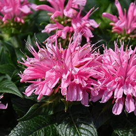 Electric Neon Pink Beebalm #1.5 gallon pot