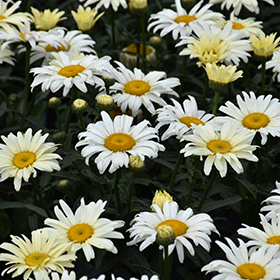 Banana Cream Shasta Daisy 4.25"/quart pot - Proven Winners
