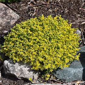Golden Moss Stonecrop 3.25"/pint pot