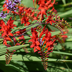 Lucifer Crocosmia #2 gallon pot