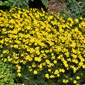 Zagreb Tickseed 4.25"/quart pot