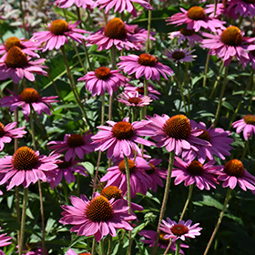 PowWow Wild Berry Coneflower #1 gallon pot