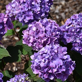 Bloomstruck Hydrangea #3 gallon pot - Endless Summer