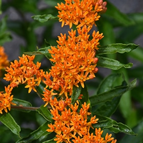Butterfly Weed #1 gallon pot