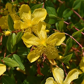 Hidcote St. John's Wort #3 gallon pot