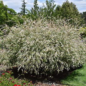 Tricolor Willow #6 gallon pot