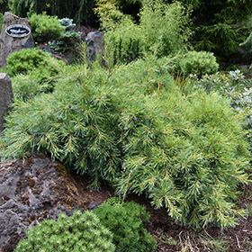 Niagara Falls Eastern White Pine #3 gallon pot