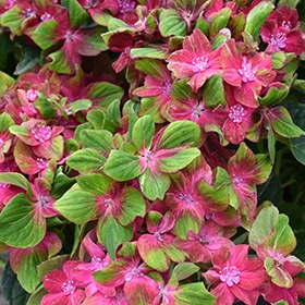 Pistachio Hydrangea #3 gallon pot