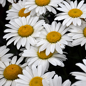 Snowcap Shasta Daisy #1 gallon pot