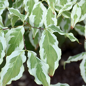 Summer Fun Chinese Dogwood #6 gallon pot