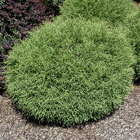 Mr. Bowling Ball Arborvitae #3 gallon pot