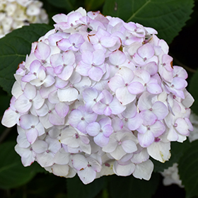 Blushing Bride Hydrangea #3 gallon pot - Endless Summer