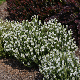 Snow Hill Sage #1 gallon pot