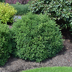 Green Velvet Boxwood #3 gallon pot
