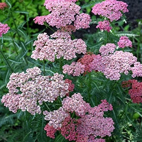 Apricot Delight Yarrow #1 gallon pot