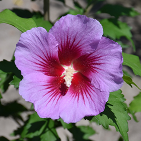 Purple Pillar Rose of Sharon #1.5 gallon pot - Proven Winners