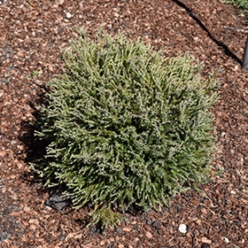 Pancake Arborvitae #5 gallon pot