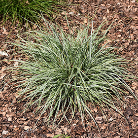 EverColor Everest Japanese Sedge #1 gallon pot