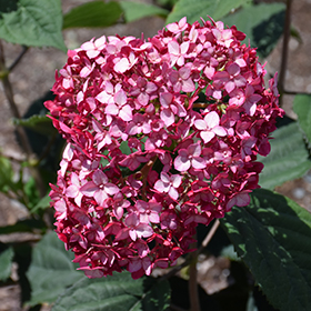 Invincibelle Ruby Smooth Hydrangea #3 gallon pot - Proven Winners