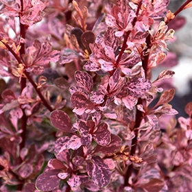 Rose Glow Japanese Barberry #5 gallon pot