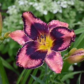 Rainbow Rhythm Storm Shelter Daylily #1.5 gallon pot - Proven Winners