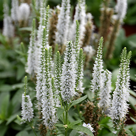 Snow Candles Spike Speedwell #1 gallon pot