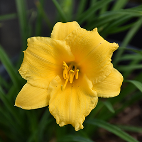 Stella de Oro Daylily 4.25"/quart pot