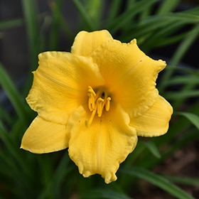 Stella de Oro Daylily #1 gallon pot