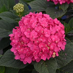 Summer Crush Hydrangea #5 gallon pot - Endless Summer