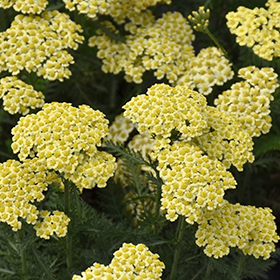 Sunny Seduction Yarrow #2 gallon pot