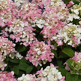 Fire Light Tidbit Hydrangea #2 gallon pot - Proven Winners