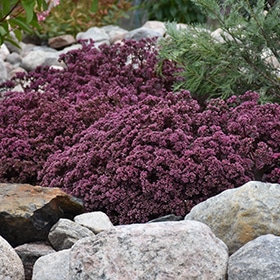Cherry Tart Stonecrop #1.5 gallon pot