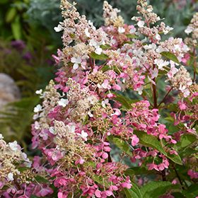 Pinky Winky Hydrangea (tree form) #10 gallon pot - Treeform - Proven Winners