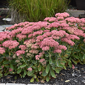 Autumn Fire Stonecrop #1 gallon pot