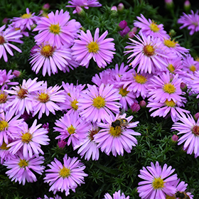 Woods Pink Aster #1 gallon pot