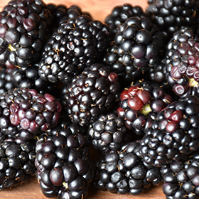 Prime-Ark Freedom Blackberry 6" pot - Chef Jeff