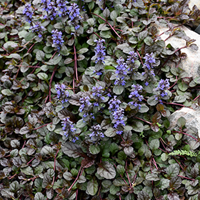 Mahogany Bugleweed 3.25"/pint pot