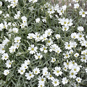 Snow-In-Summer 3.25"/pint pot