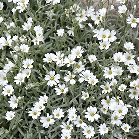 Snow-In-Summer #1 gallon pot