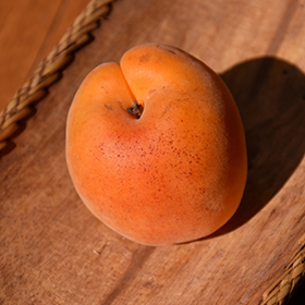 Goldcot Apricot #7 gallon pot - Hollybrook Farms