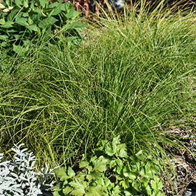 Pennsylvania Sedge #1 gallon pot