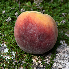 Contender Peach #7 gallon pot - Hollybrook Farms